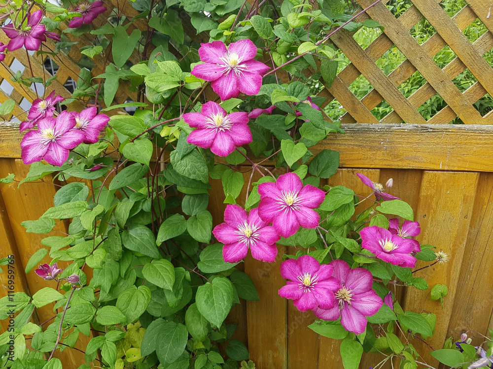 Clematis 'Ville de Lyon' (2.25 litre) - Image 2