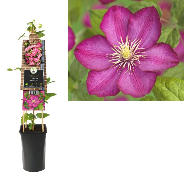 Clematis 'Ville de Lyon' (2.25 litre) - Image 3