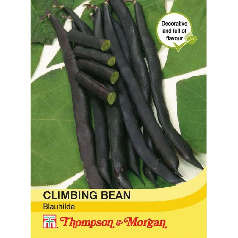 Climbing Bean 'Blauhilde'