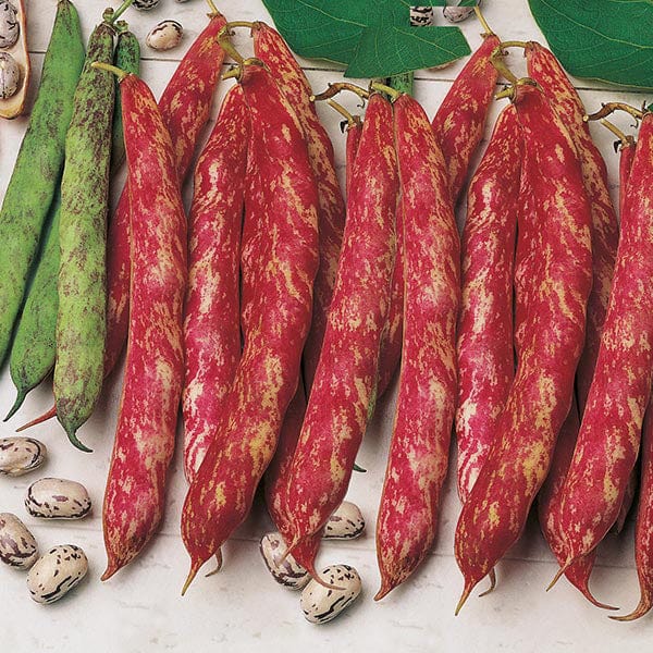 Climbing Bean 'Firetongue' - Image 2