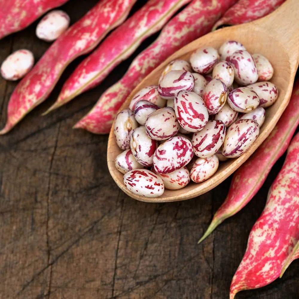 Climbing Bean 'Firetongue' - Image 3