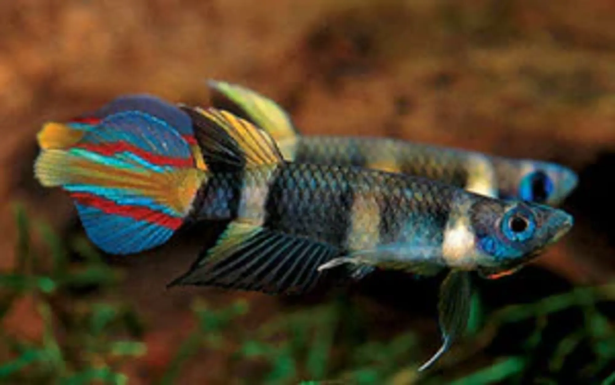Clown Killifish Medium - Image 2