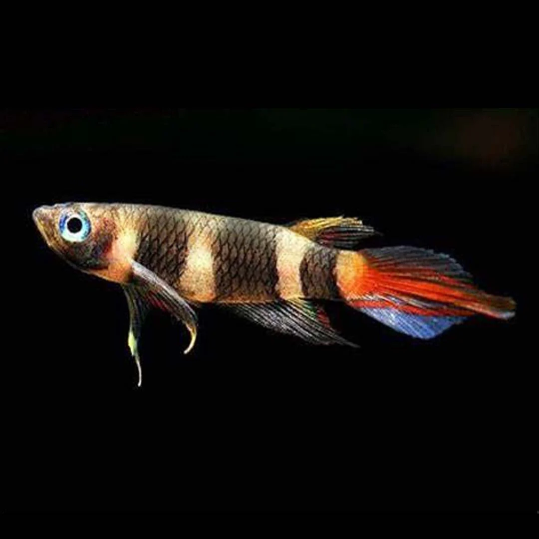 Clown Killifish Medium - Image 3