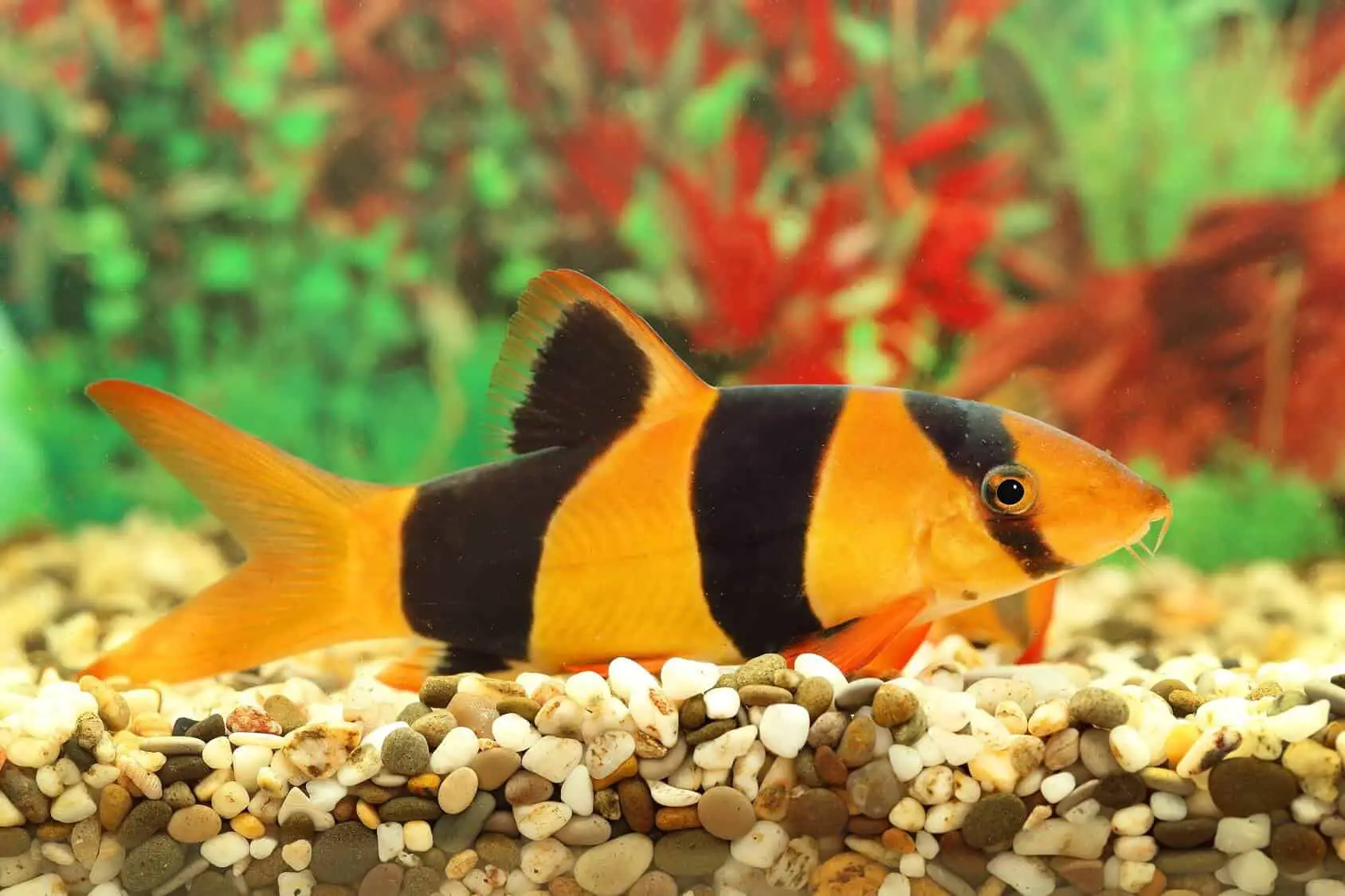 Clown Loach 3" - Image 3