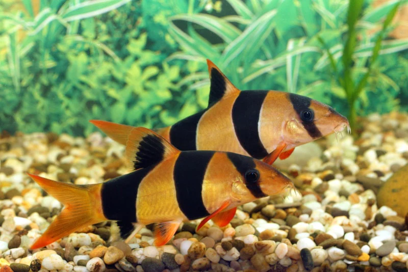 Clown Loach 3" - Image 4