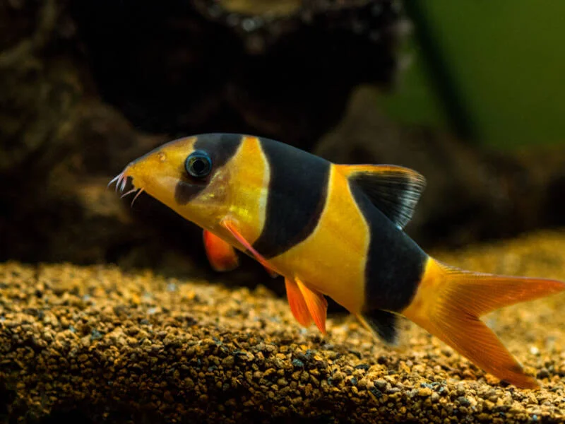 Clown Loach 3" - Image 5