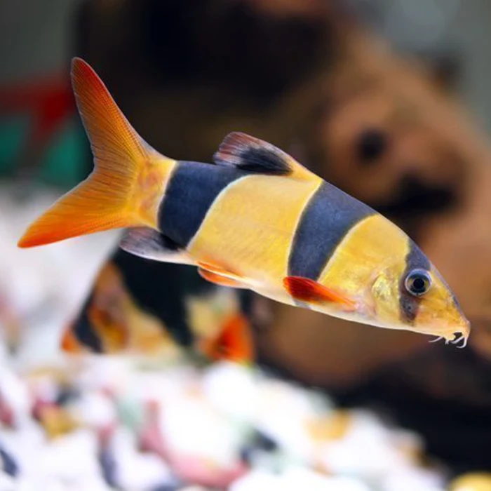 Clown Loach 3" - Image 6