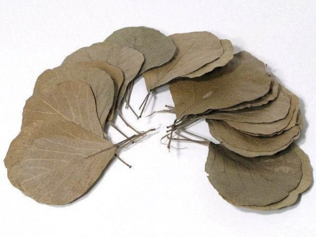 Cobra Leaves