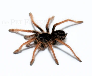 Colombian Giant Red Leg | Megaphobema robustum (S/Med) - Image 2