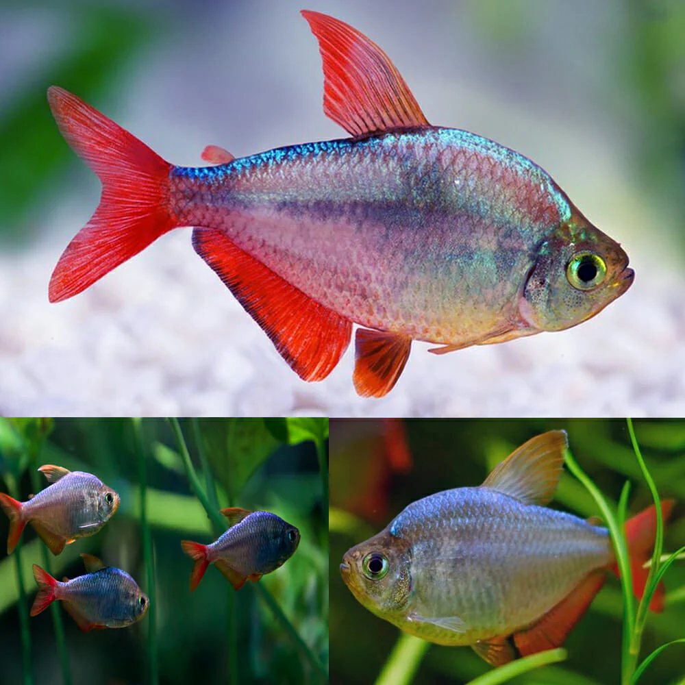 Colombian Redfin Tetra - Image 2