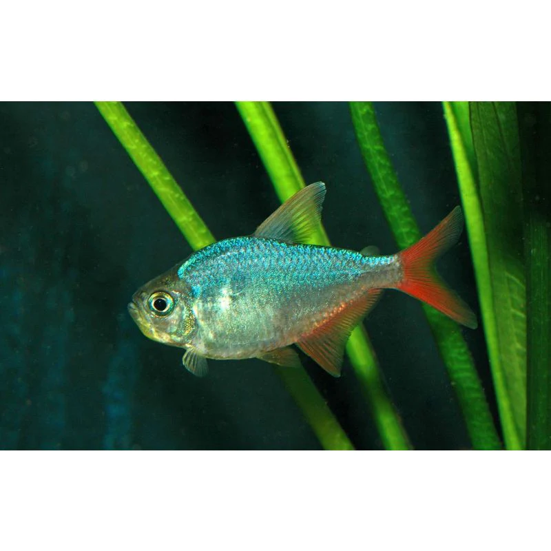 Colombian Redfin Tetra - Image 3