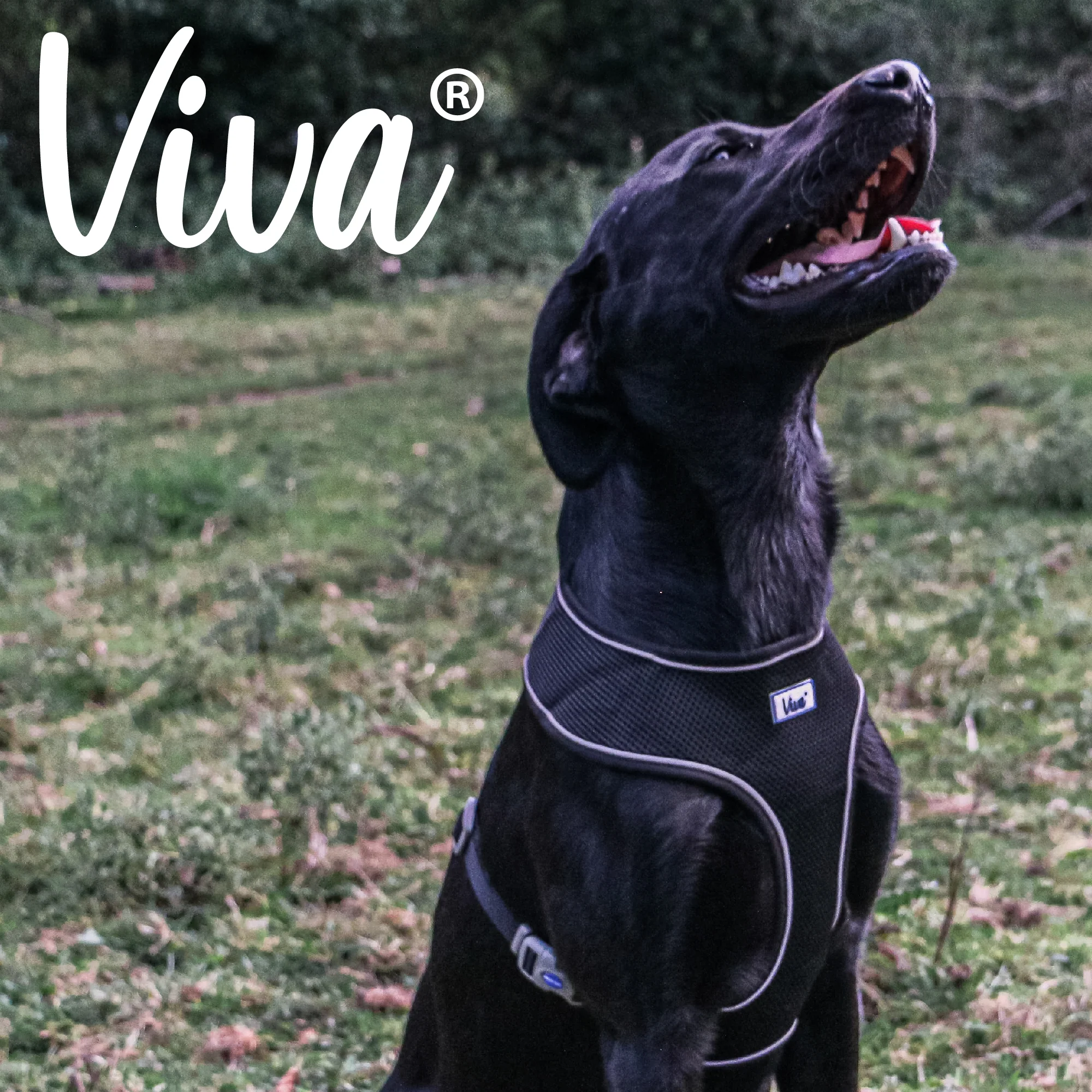 Ancol Viva Comfort Mesh Dog Harness Black Large (53-74cm Chest) - Image 3