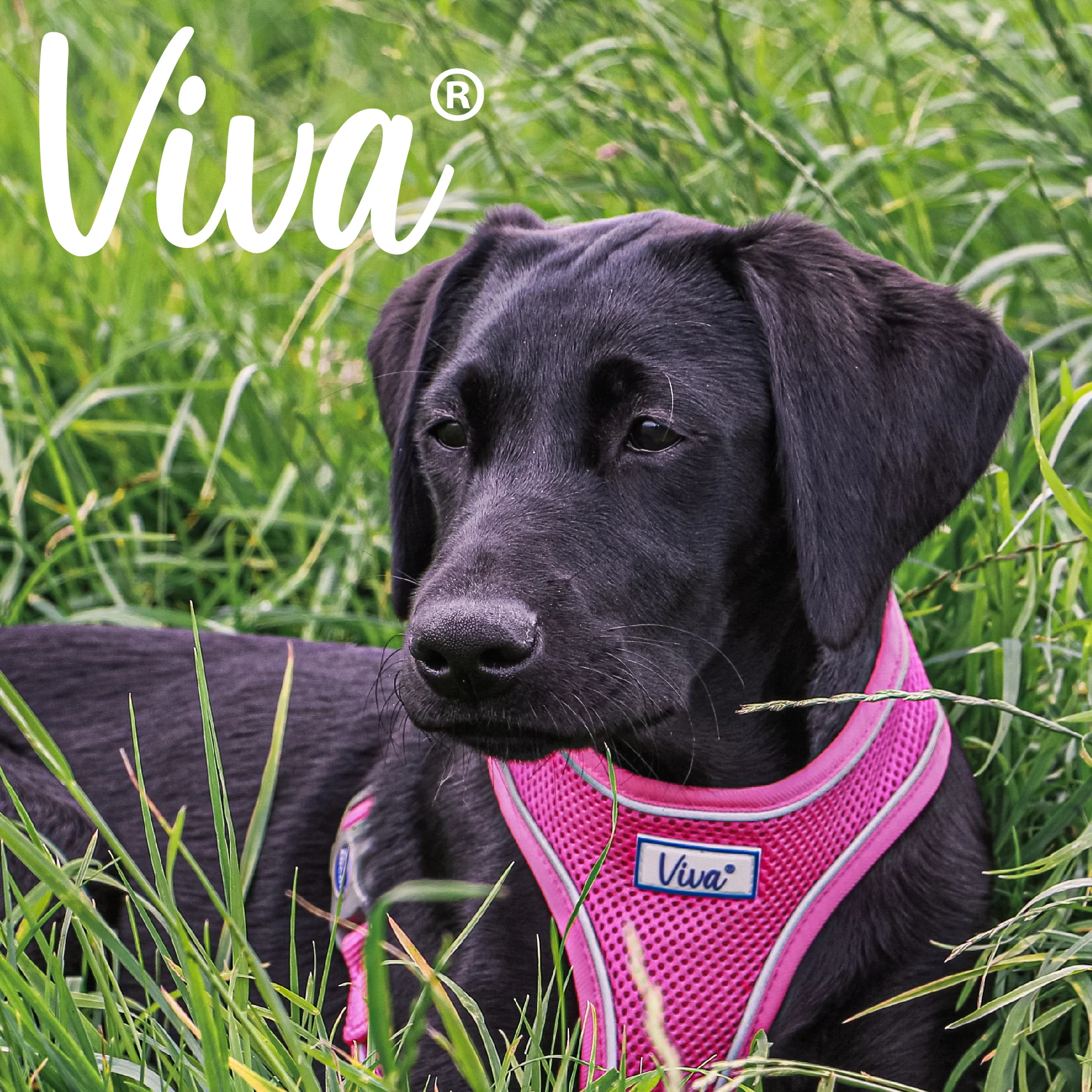 Ancol Viva Comfort Mesh Dog Harness Pink Large (53-74cm Chest) - Image 3