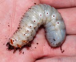 Doherty’s Flower Beetle Larva (Compsocephalus Dohertyi) Larvae - Image 2