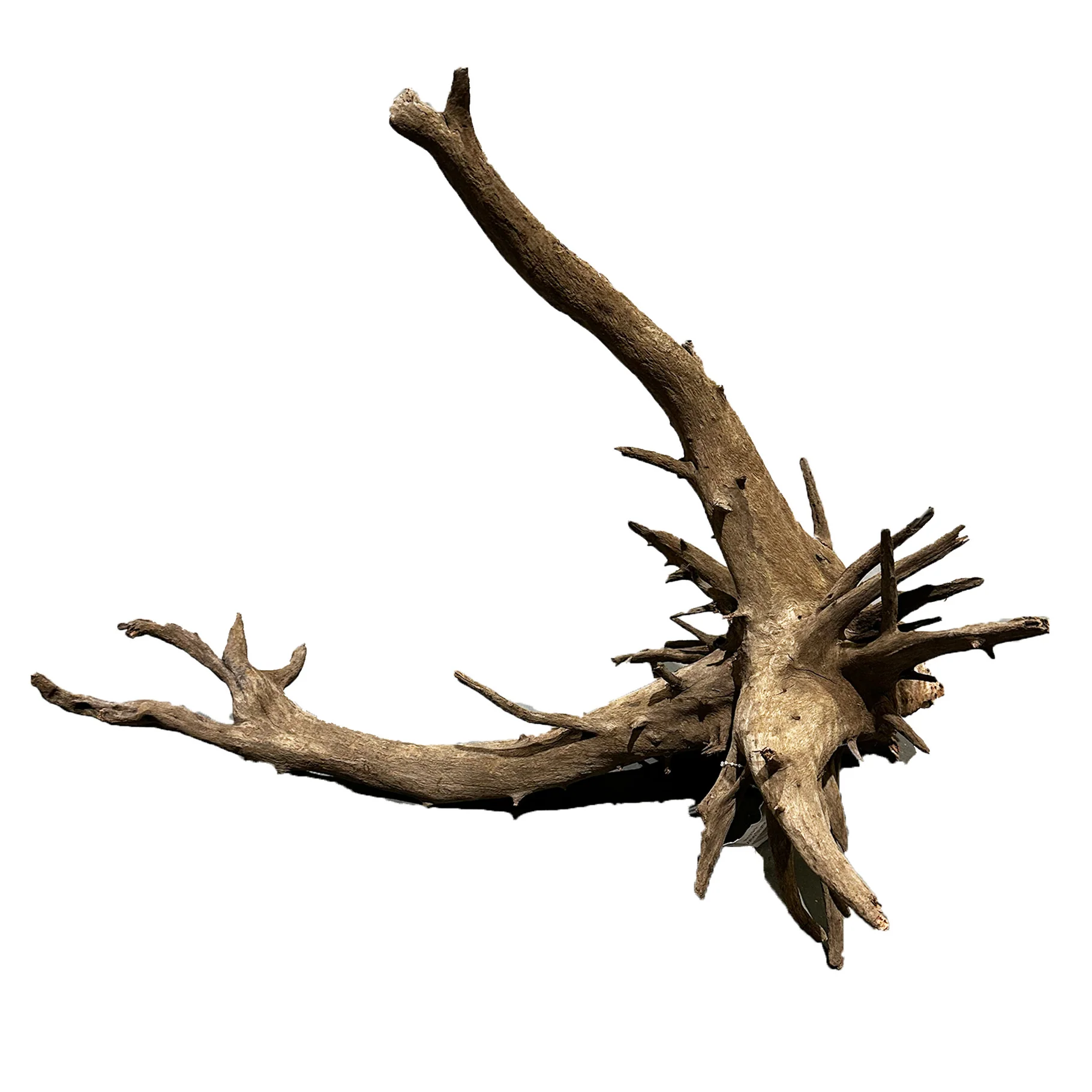 Corbo Root Stump XL 50-60cm
