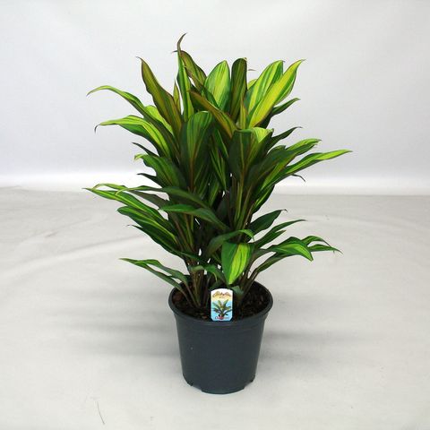 Cordyline Fruticosa 'Kiwi' | Good Luck Plant (P12) - Image 3