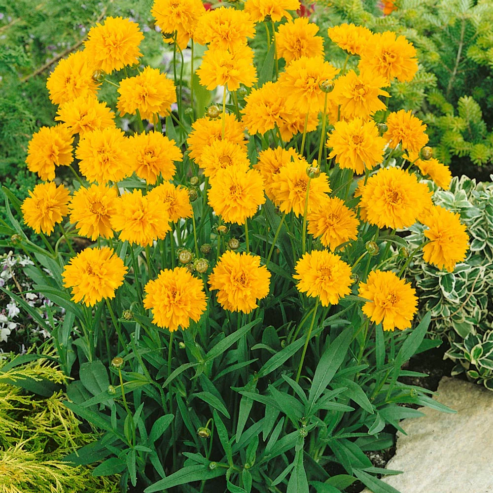 Coreopsis 'Early Sunrise' 9cm