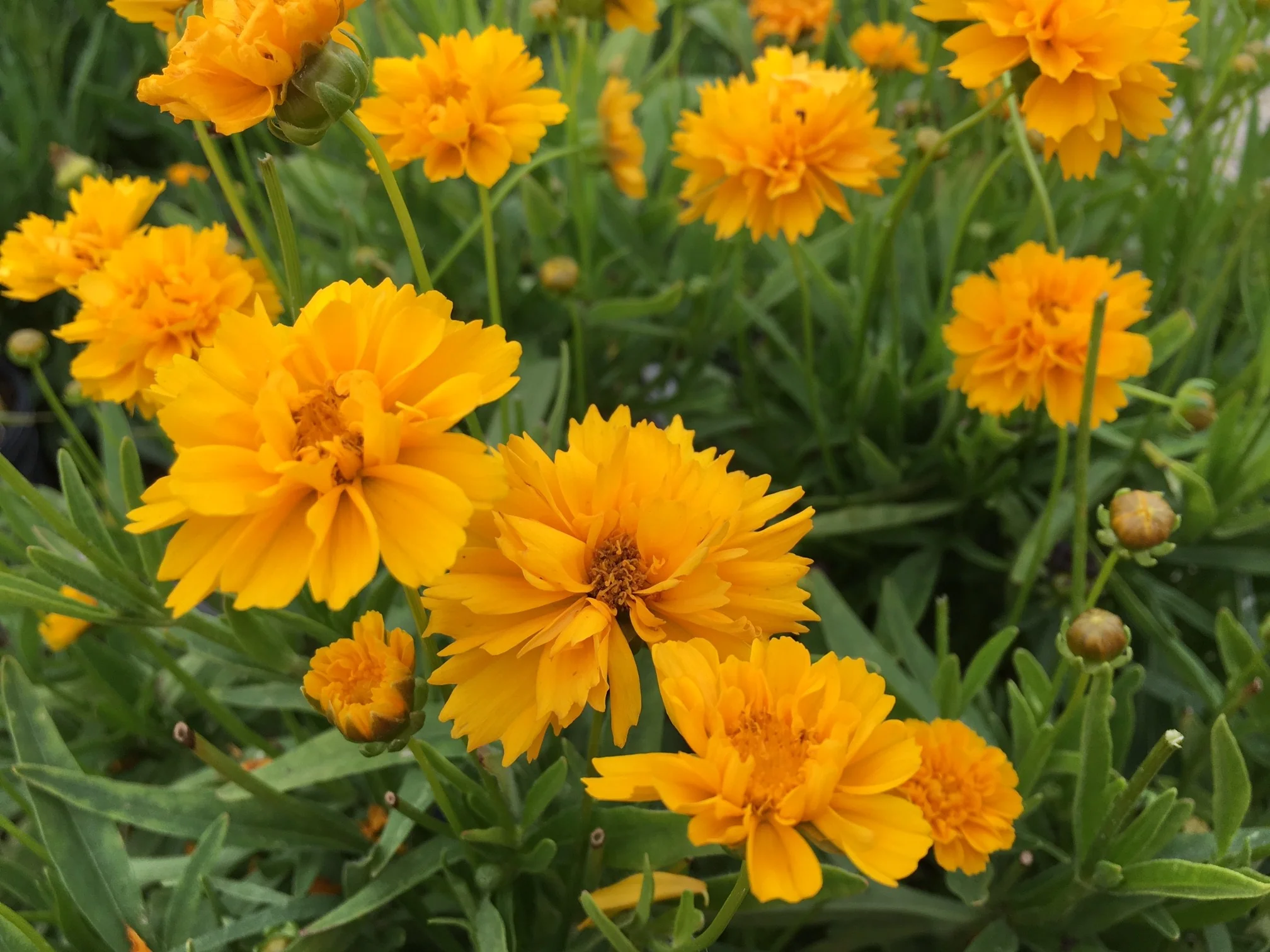 Coreopsis 'Early Sunrise' 9cm - Image 2