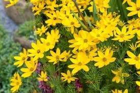 Coreopsis verticillata 'Zagreb'