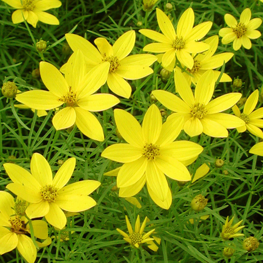 Coreopsis verticillata 'Zagreb' - Image 2