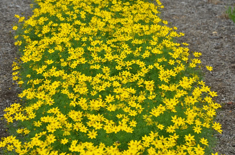 Coreopsis verticillata 'Zagreb' - Image 3