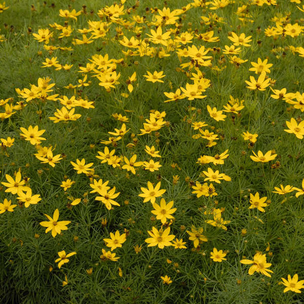 Coreopsis verticillata 'Zagreb' - Image 4