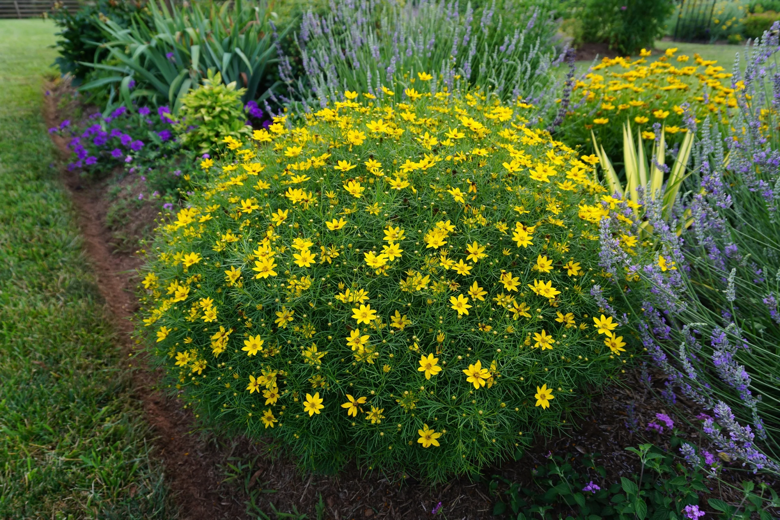 Coreopsis verticillata 'Zagreb' - Image 5