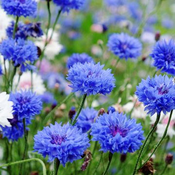 Cornflower Centaurea cyanus Blue Boy
