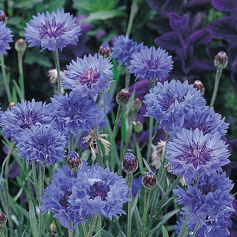 Cornflower 'Jubilee Gem' - Image 2