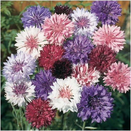 Cornflower 'Polka Dot Mixed' - Image 2