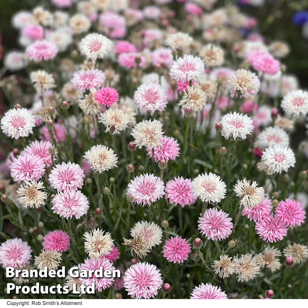 Cornflower 'Tom Pouce Pink' - Image 3