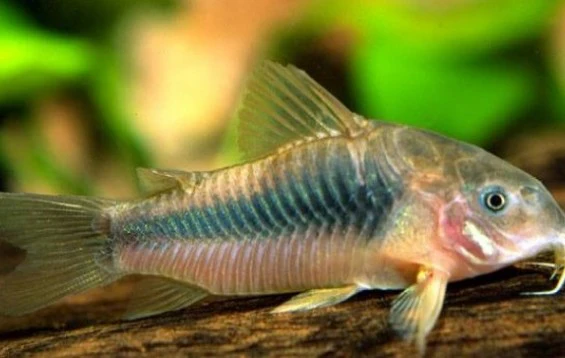 Corydoras Bronze Medium Large