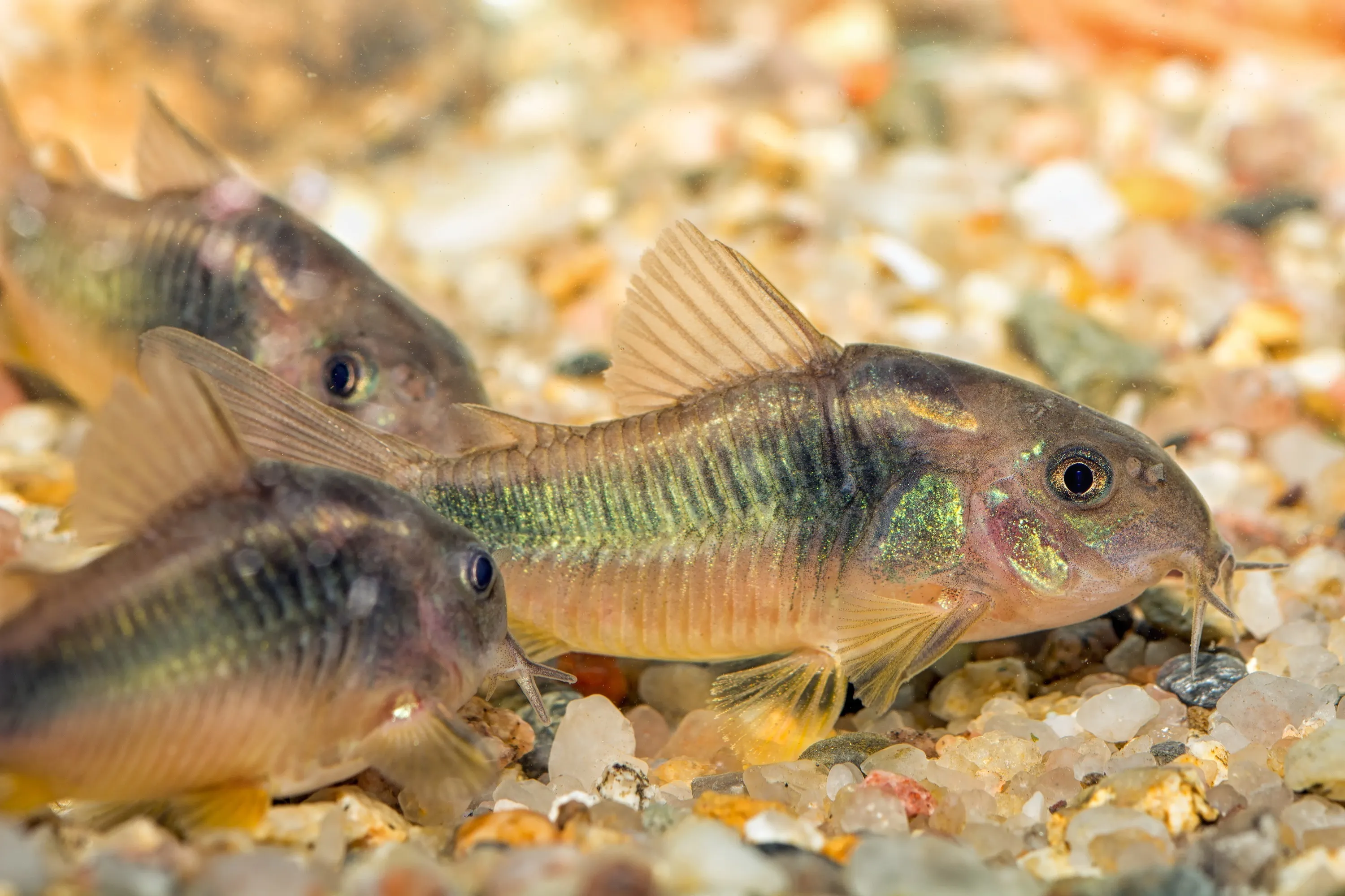 Corydoras Bronze Medium Large - Image 2
