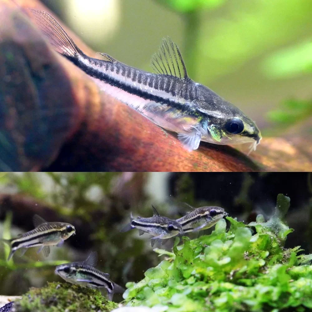 Pygmy corydoras - Image 2