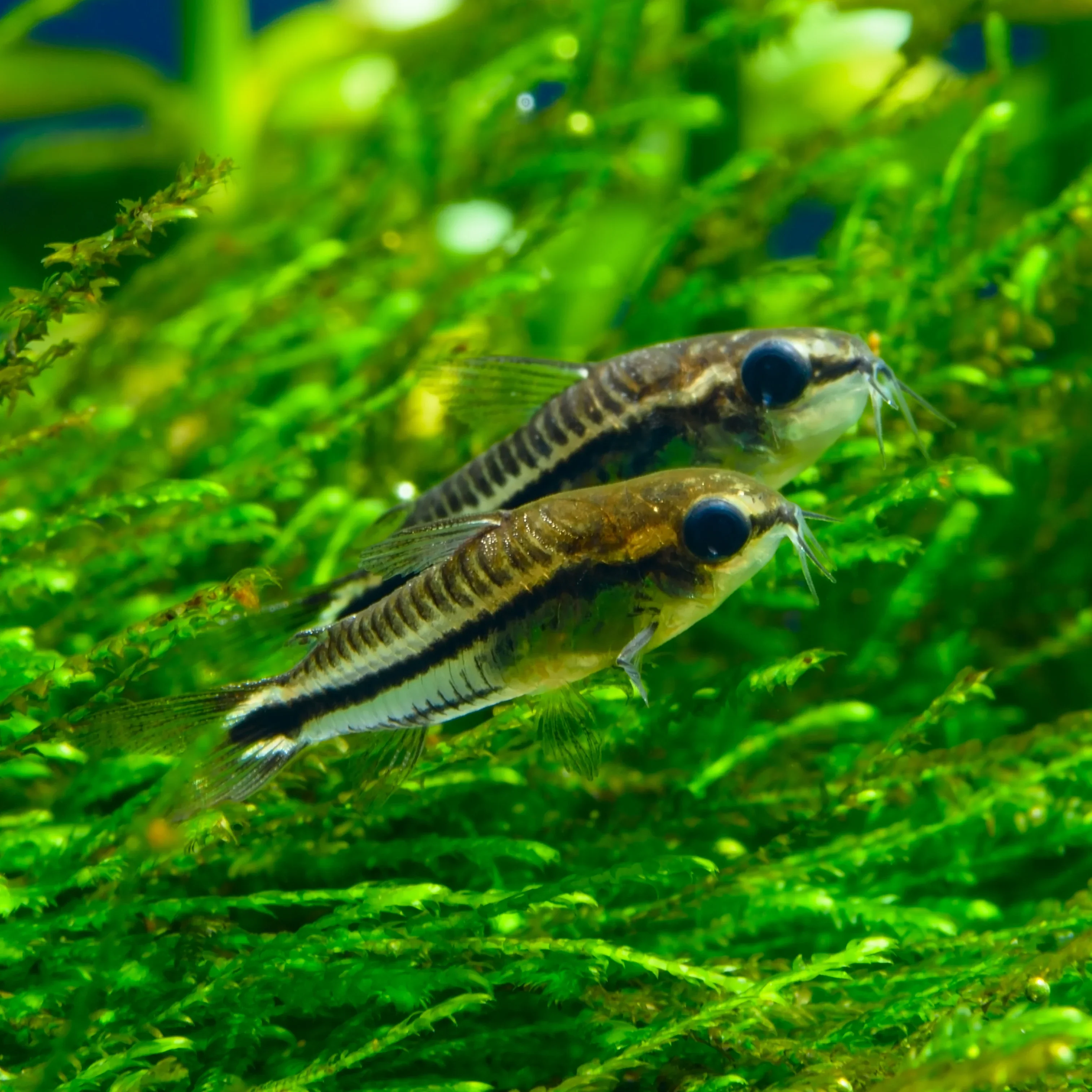 Pygmy corydoras - Image 3