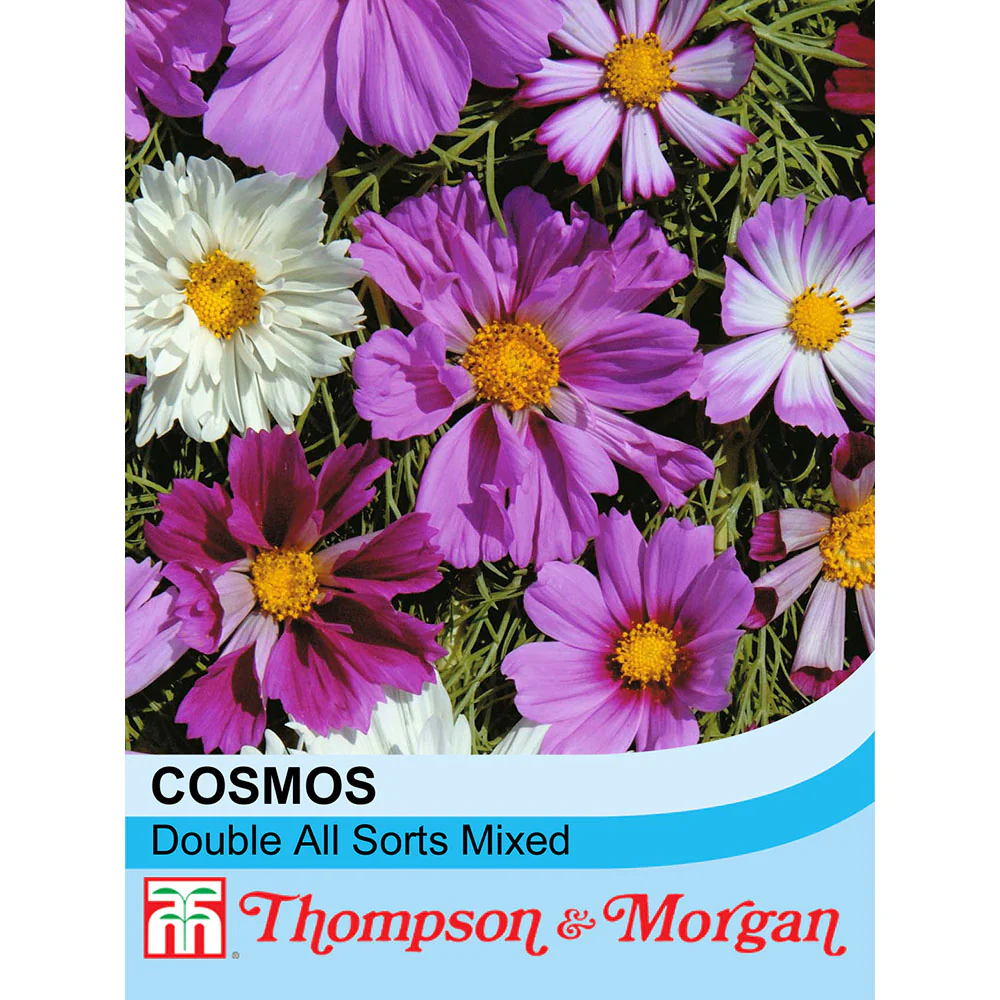 Cosmos Bipinnatus 'Double All Sorts Mixed'