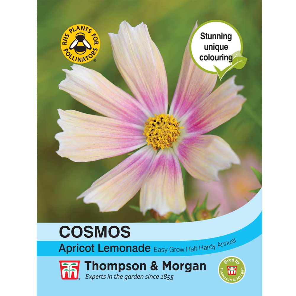 Cosmos Bipinnatus 'Apricot Lemonade'