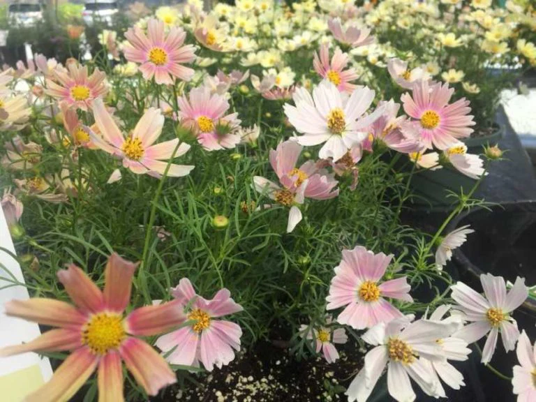 Cosmos Bipinnatus 'Apricot Lemonade' - Image 2
