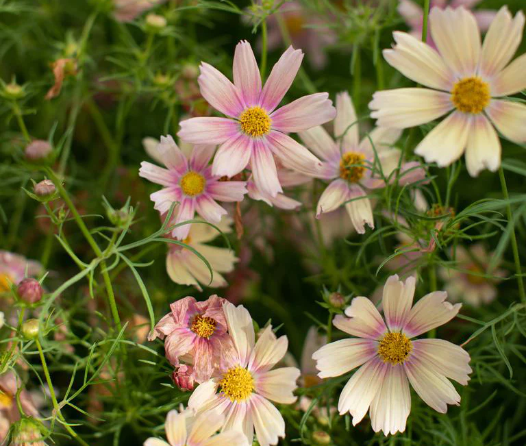 Cosmos Bipinnatus 'Apricot Lemonade' - Image 3