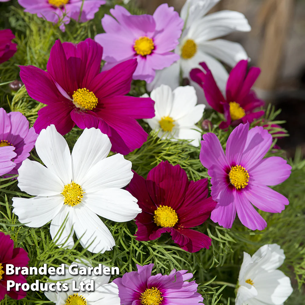 Cosmos 'Candyfloss Mix' - Image 2