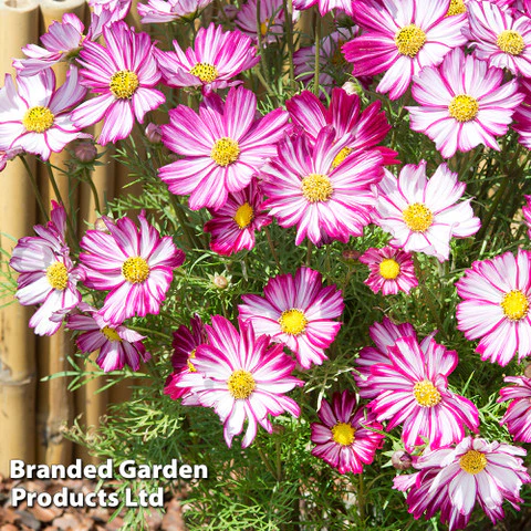 Cosmos 'Dwarf Purple Picotee' - Image 2