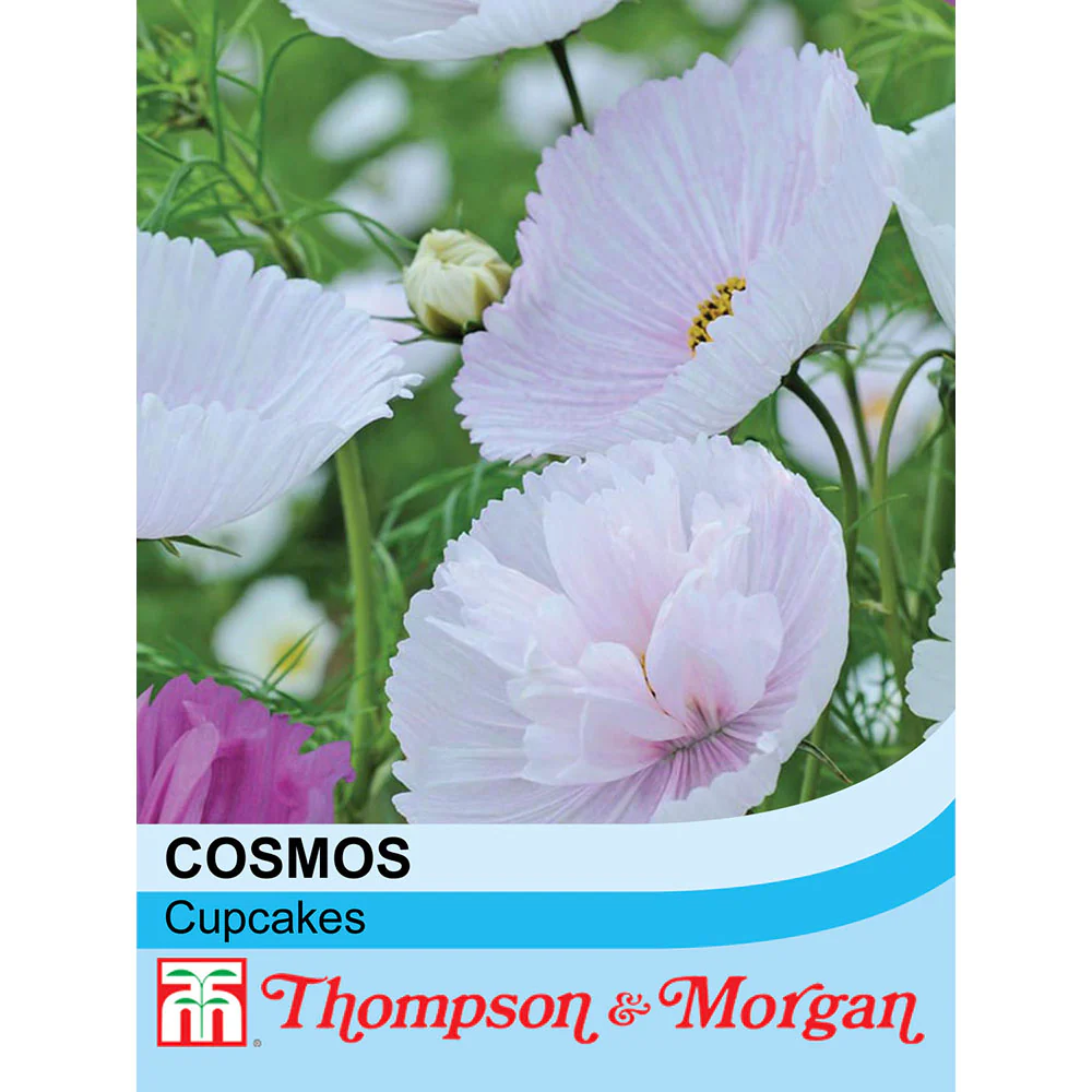 Cosmos 'Cupcakes' Mix