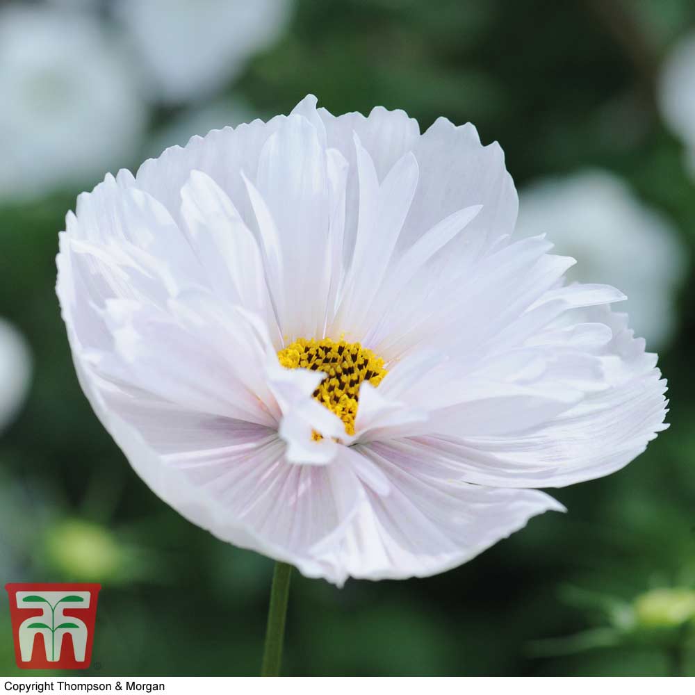 Cosmos 'Cupcakes' Mix - Image 2