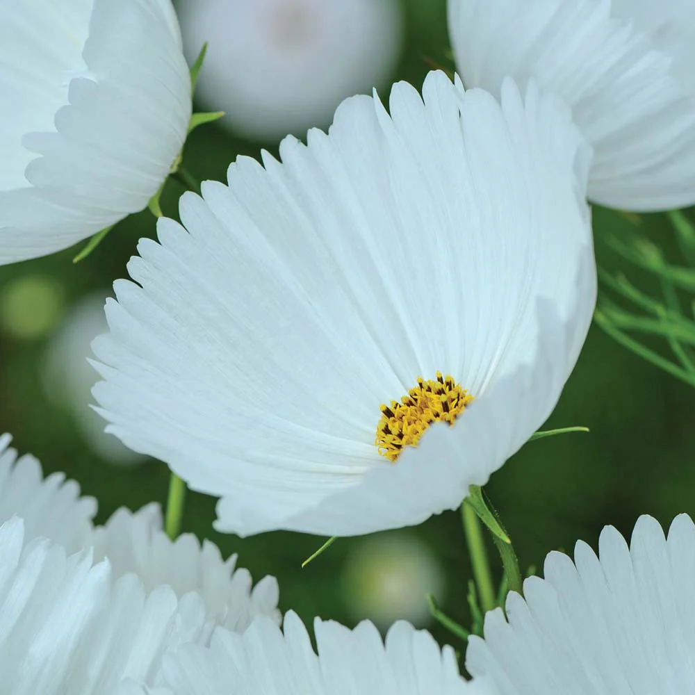 Cosmos bipinnatus 'Cupcakes White' - Image 2