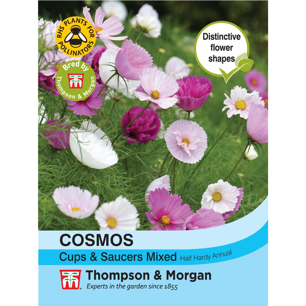 Cosmos 'Cupcakes and Saucers'