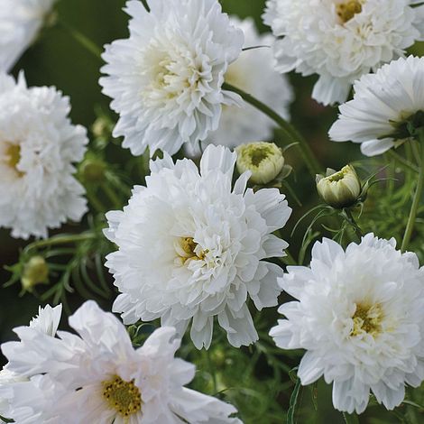 Cosmos bipinnatus 'Double Click Snow Puff' - Image 2