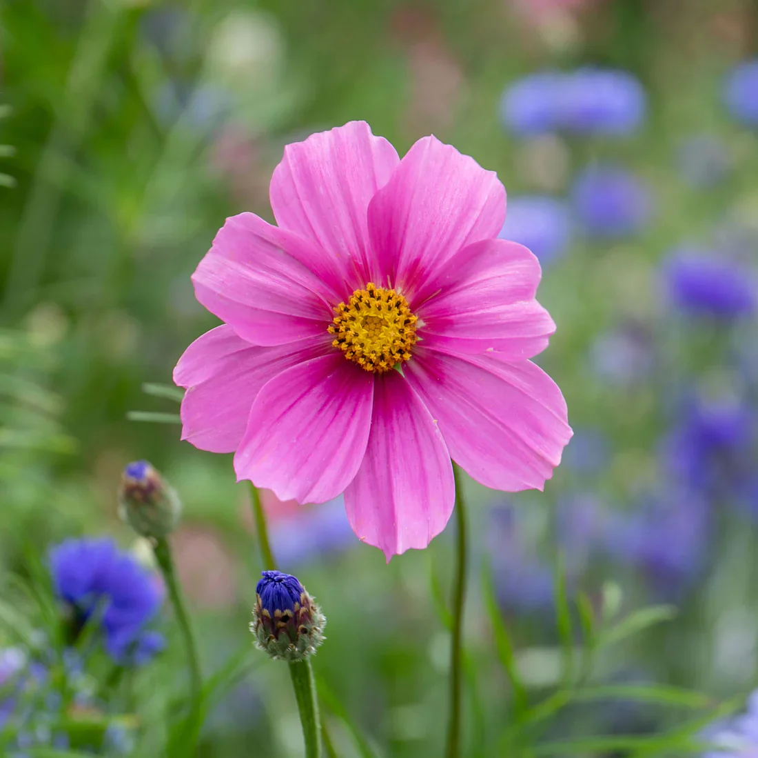 Cosmos Gazebo Mixed - Image 3