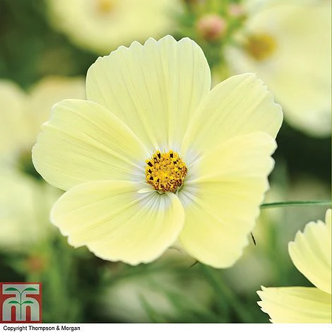 Cosmos 'Lemonade' - Image 2