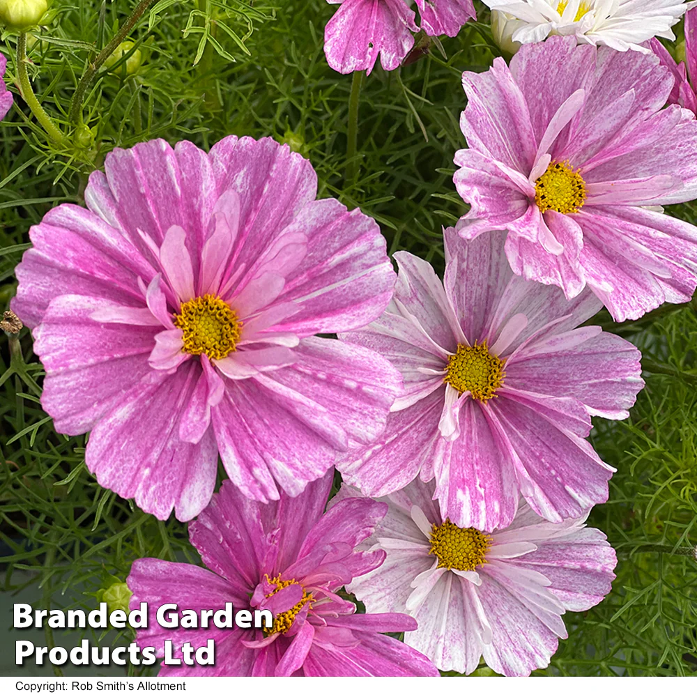Cosmos 'Pink Mosaic' - Image 3