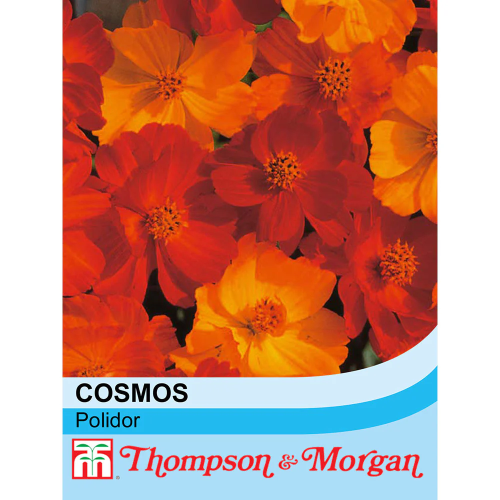 Cosmos Polidor